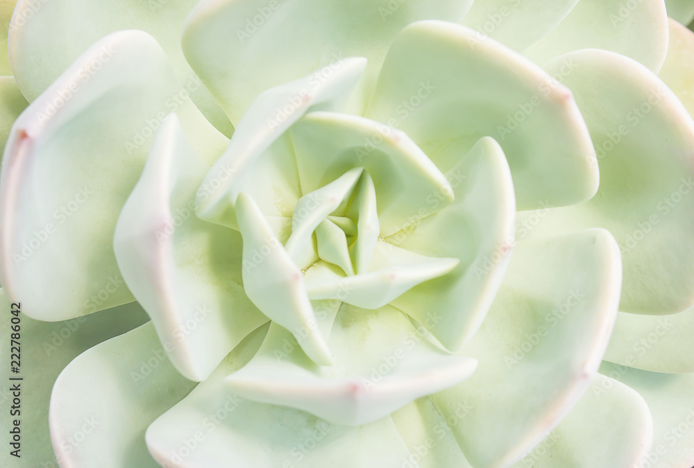 Closeup of large rosette of light green succulent leaves tipped with reddish edges and soft thorns. Closeup of large rosette of light green succulent leaves tipped with reddish edges and soft thorns.