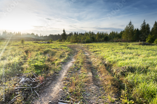 Is deforestation. pines lie on the plot. Timber harvesting in the coniferous forest.