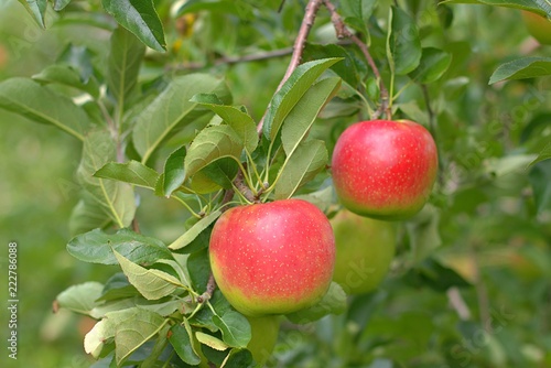 Ripe apples growing on the tree. 