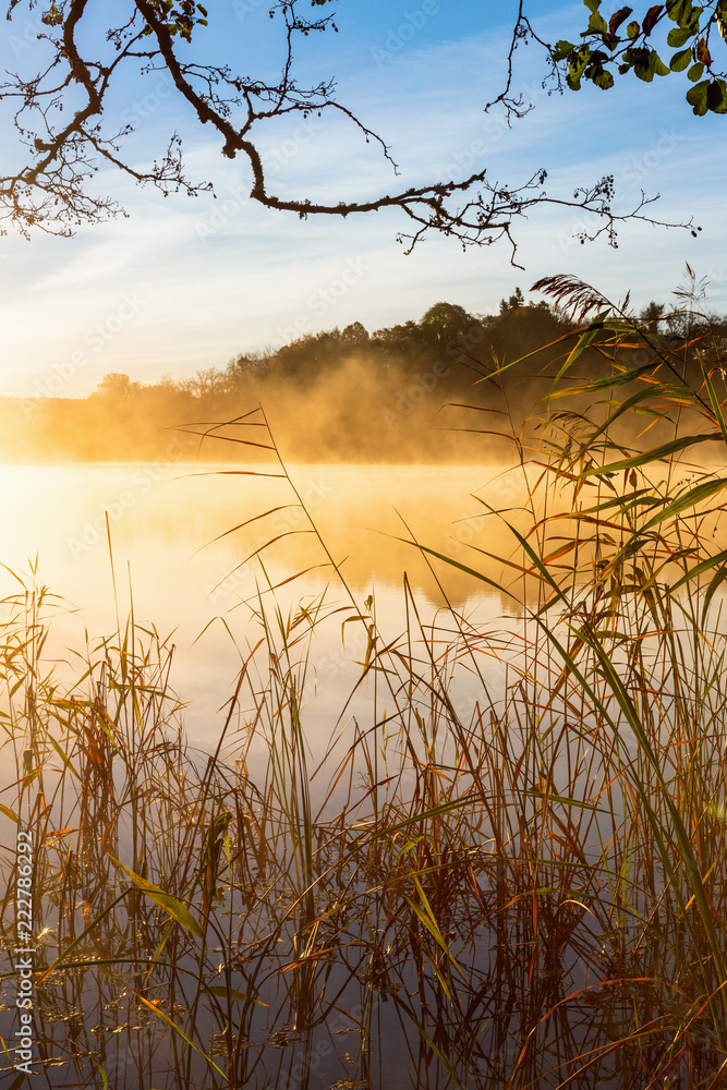 Obraz premium Reeds on the beach a misty autumn morning at the lake
