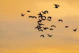 Silhouette of birds flying against an orange sky