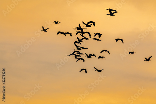 Silhouette of birds flying against an orange sky