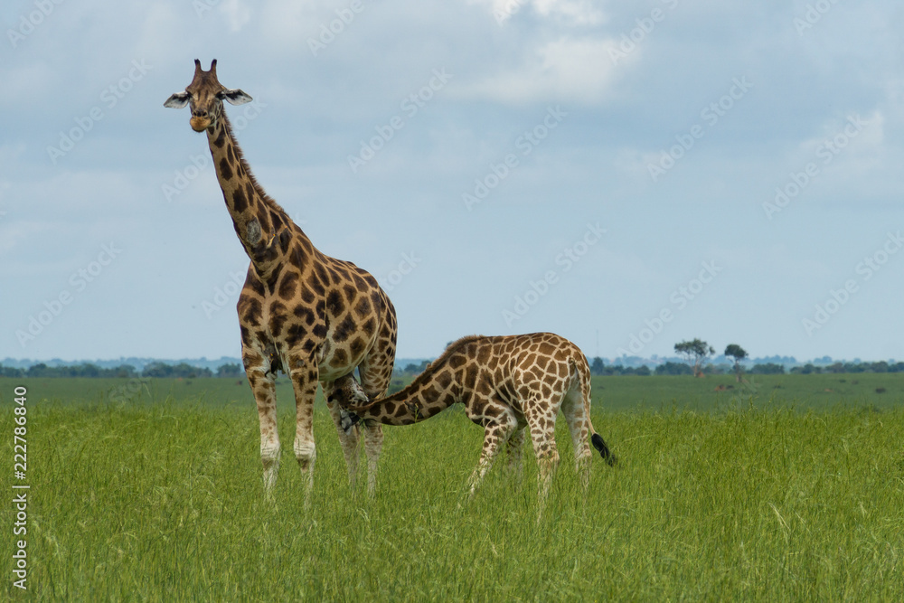 Obraz premium Giraffe nursing it´s calf