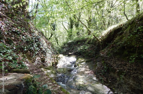 stream in forest