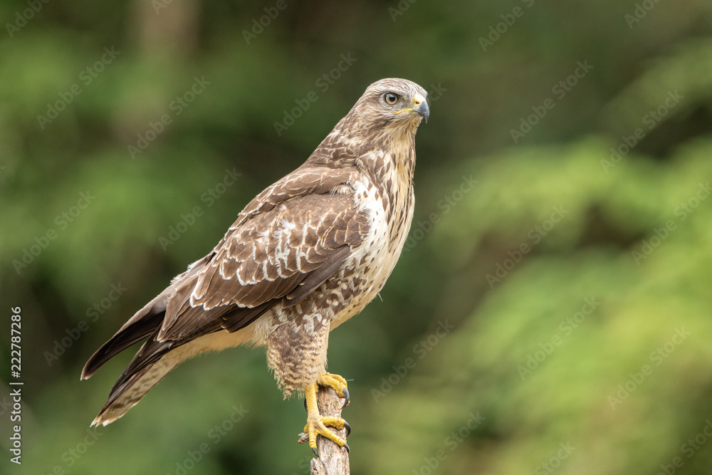 Common Buzzard in natural environment Common Buzzard in natural environment