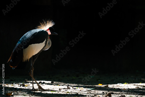 Grey crowned crane in dark background