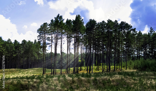 Polish wild forest with visible sun rays - Slowinski National Park, Poland