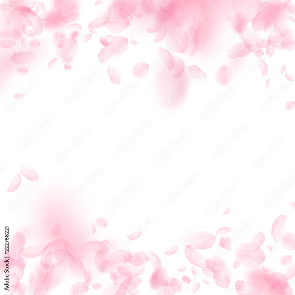 Sakura petals falling down. Romantic pink flowers falling rain. Flying petals on white square backgr Sakura petals falling down. Romantic pink flowers falling rain. Flying petals on white square backgr