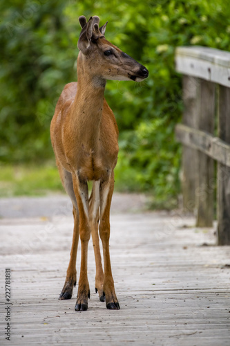 deer in the park