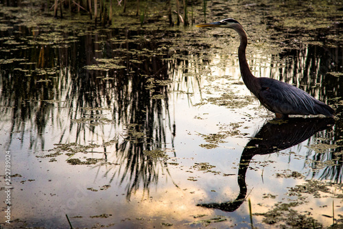 great blue heron in the water