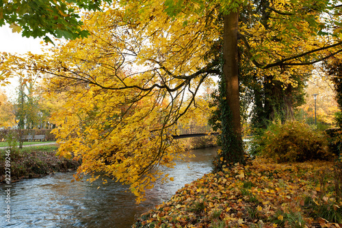 Herbstbaum gelb © Alexander Gramlich