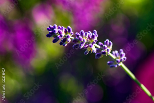 Lavender Flower