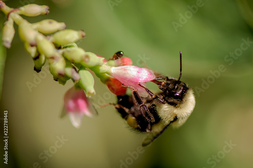 bee on flower