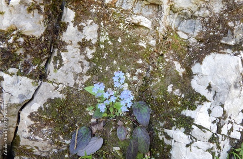 white flowers in spring