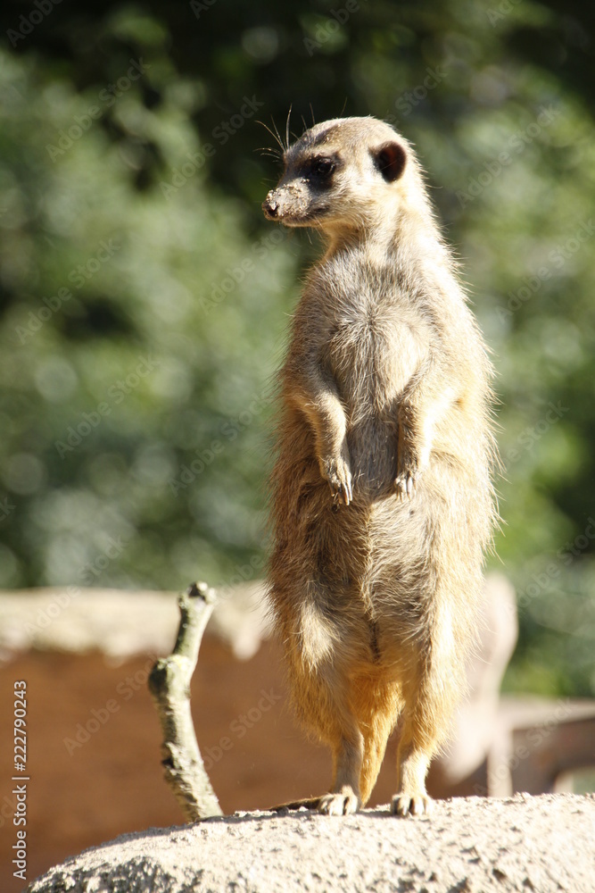 Obraz premium a meerkat standing upright
