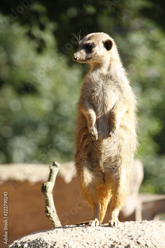 a meerkat standing upright