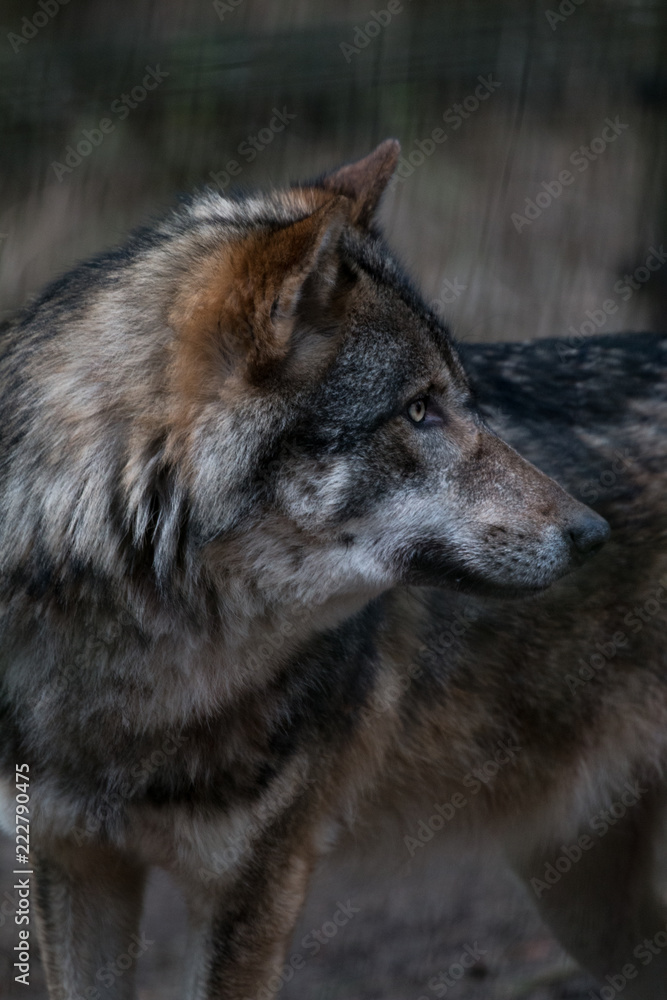 Fototapeta premium Wolve II