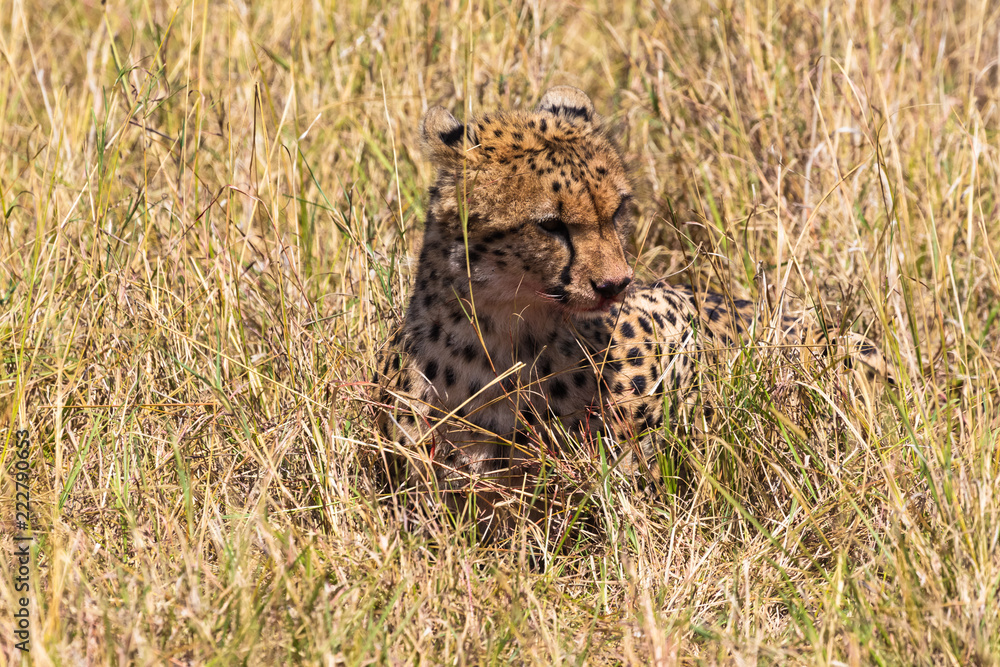Naklejka premium Hunters from Masai Mara. Cheetah after a meal. Kenya, Africa