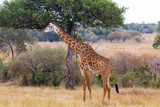 Giraffe near a large tree. Masai Mara, Kenya