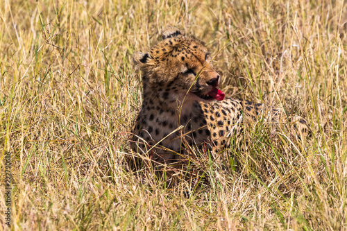 Cheetah after a meal. Hunters from Masai Mara, Kenya