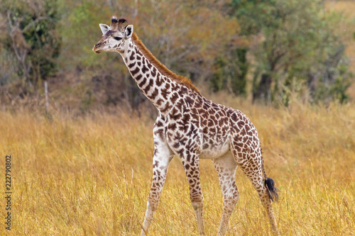 A giraffe cub in a clearing. Kenya, Africa