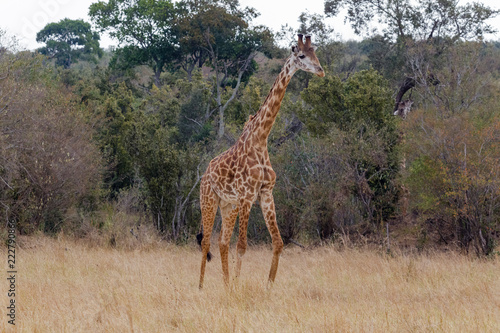 Giraffe near the edge of the forest. Masai Mara, Kenya