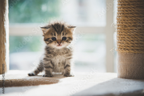 Fototapeta Naklejka Na Ścianę i Meble -  Cute persian kitten sitting on cat tower under sunlight