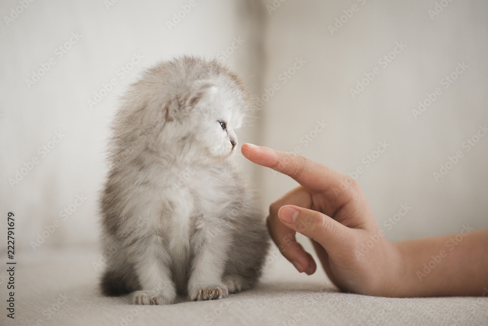Fototapeta premium Cute kitten laying with Asian girl's finger
