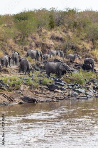 A small herd of elephants on the river bank. Masai Mara, Kenya. Africa