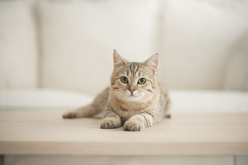 Keuken achterwand Kat Schattige kat op houten tafel  © lalalululala
