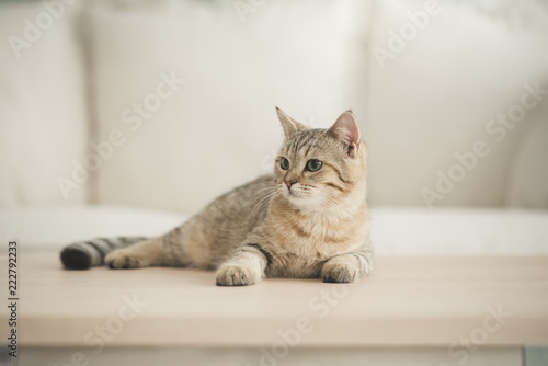 Cute cat lying on wooden table in living room