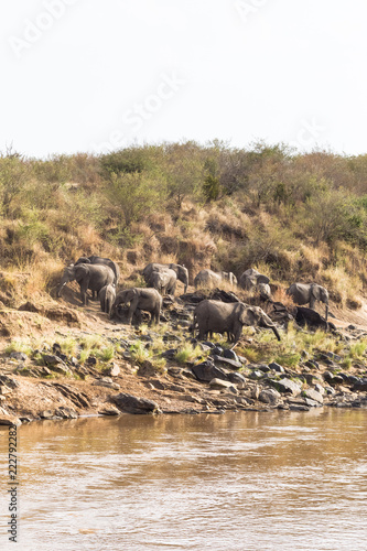 Herd of elephants after bathing. Masai Mara, Kenya. Africa