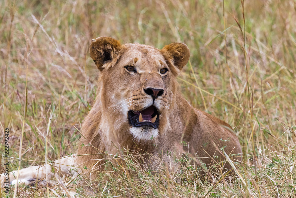 A young lion resting in the savannah. Masai Mara. Kenya, Africa A young lion resting in the savannah. Masai Mara. Kenya, Africa