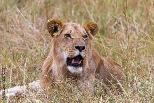 A young lion resting in the savannah. Masai Mara. Kenya  Africa