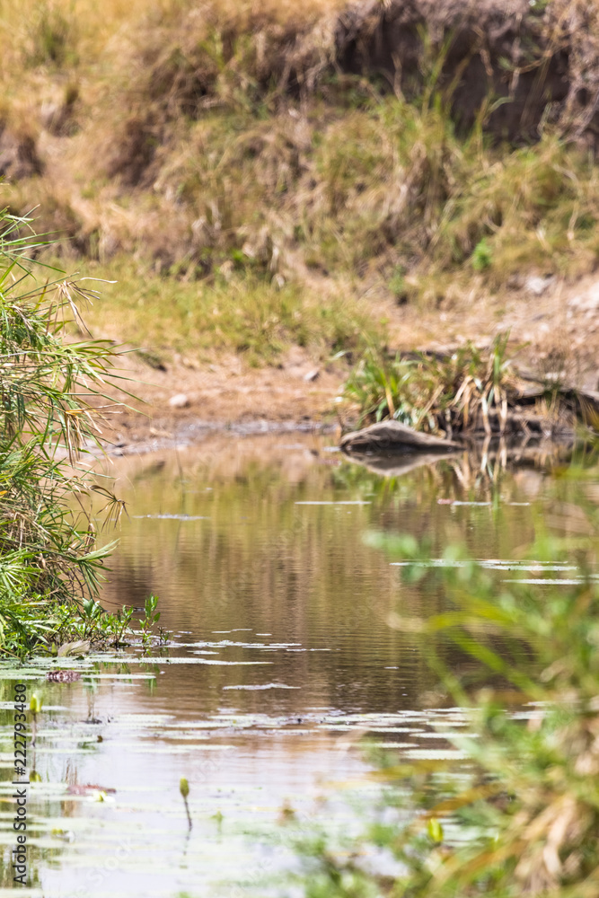 Fototapeta premium A small picturesque lake in Masai Mara, Kenya