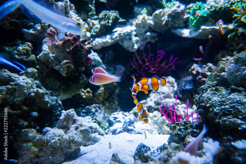 Fototapeta Naklejka Na Ścianę i Meble -  Aquarium fish in aquarium