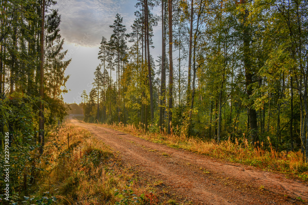 Early autumn Sunny morning after rain. Russia, Leningrad region. Early autumn Sunny morning after rain. Russia, Leningrad region.