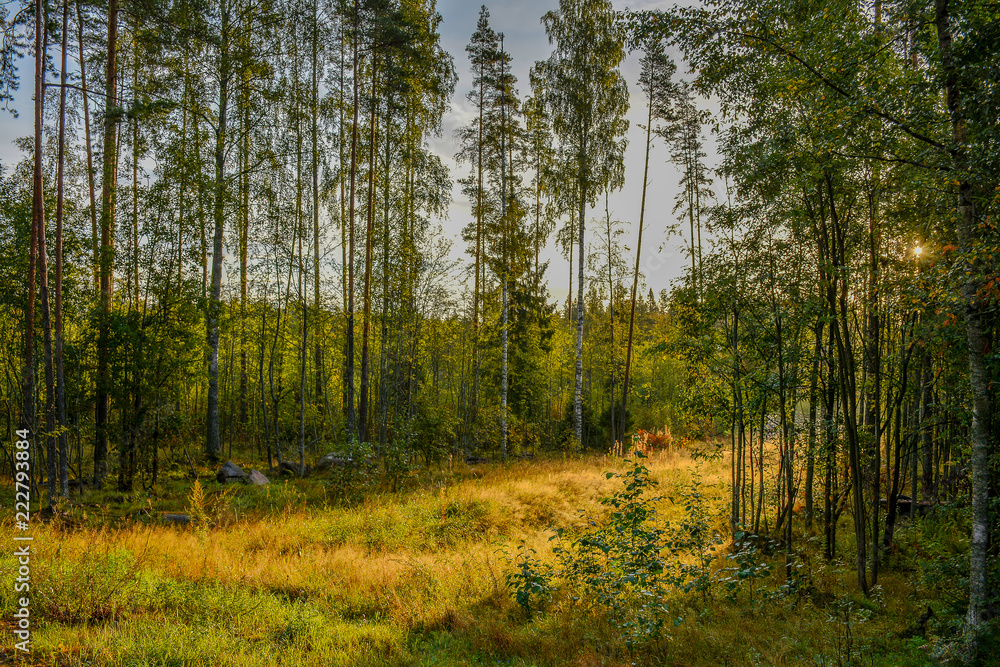 Obraz premium Early autumn Sunny morning after rain. Russia, Leningrad region.