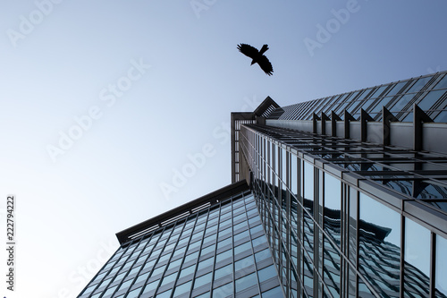Crow flying in the cityscape