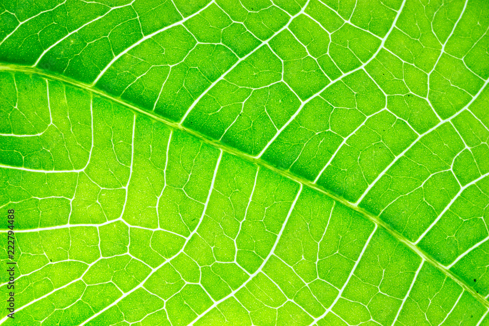 Closeup green leaf background show texture details Closeup green leaf background show texture details