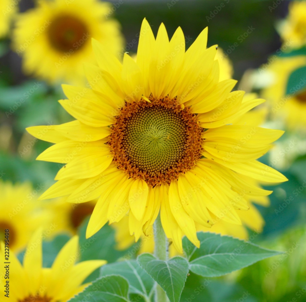 A close view of the bright yellow sunflower in the field. A close view of the bright yellow sunflower in the field.