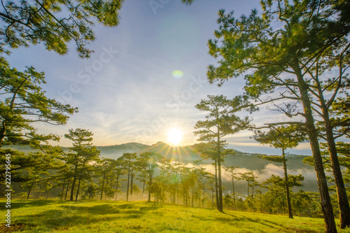 Pick up the dawn in the tourist valley of love, the morning light shines through pine forest and flower garden in Da Lat- Thung lung tinh yeu valley