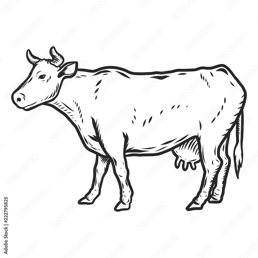 Fototapeta premium Cow icon. Hand drawn illustration of cow vector icon for web design