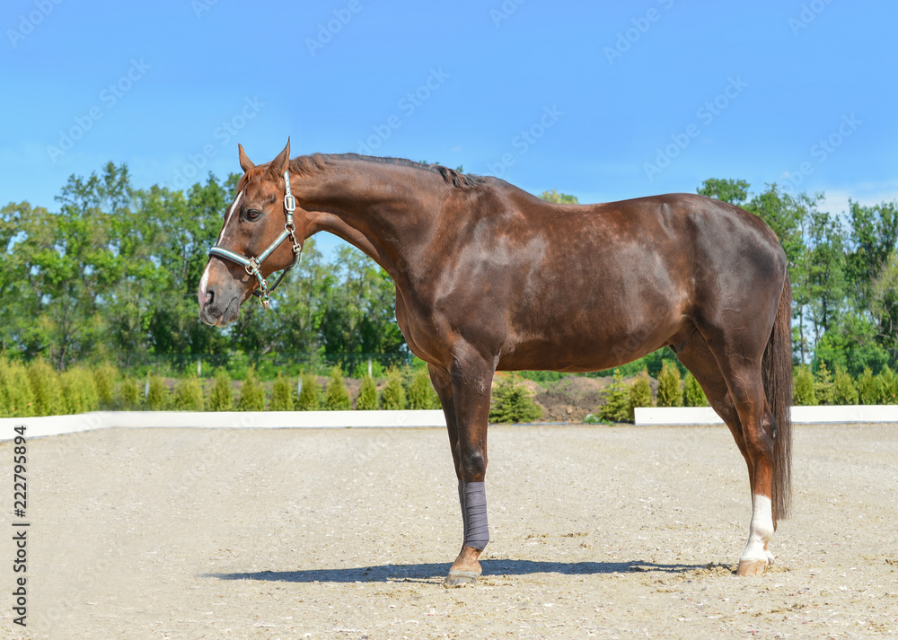 Obraz premium Beautiful horse, blue sky and green trees as a background. Brown horse closeup portrait, equestrian sport. Side view head shot of a thoroughbred chestnut stallion.
