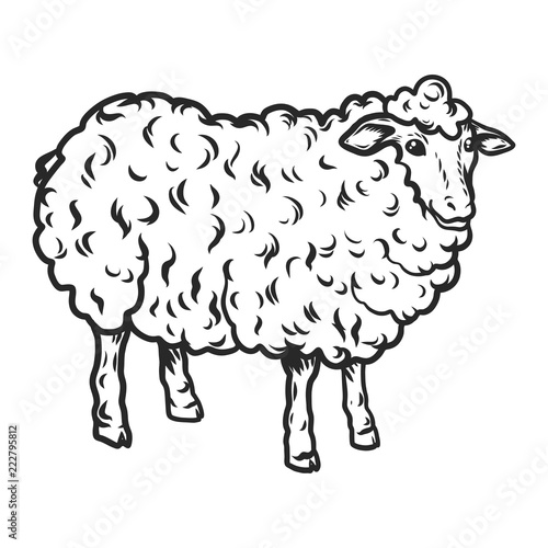 Sheep icon. Hand drawn illustration of sheep vector icon for web design