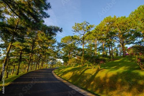 Pick up the dawn in the tourist valley of love, the morning light shines through pine forest and flower garden in Da Lat- Thung lung tinh yeu valley