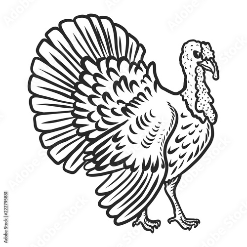 Turkey cock icon. Hand drawn illustration of turkey cock vector icon for web design