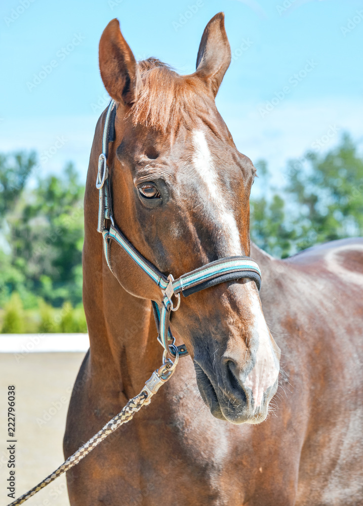Beautiful horse, blue sky and green trees as a background. Brown horse closeup portrait, equestrian sport. Side view head shot of a thoroughbred chestnut stallion. Beautiful horse, blue sky and green trees as a background. Brown horse closeup portrait, equestrian sport. Side view head shot of a thoroughbred chestnut stallion.