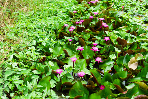 Fototapeta Naklejka Na Ścianę i Meble -  It is beautiful flower Pink Lotus at Red Lotus Floating Maket Banglan Nakhon Pathom Thailand.