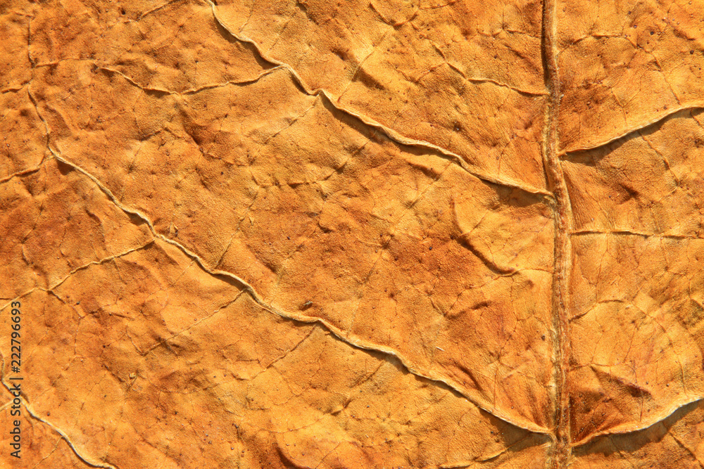 closeup of photo, dry tobacco leaves in the market closeup of photo, dry tobacco leaves in the market
